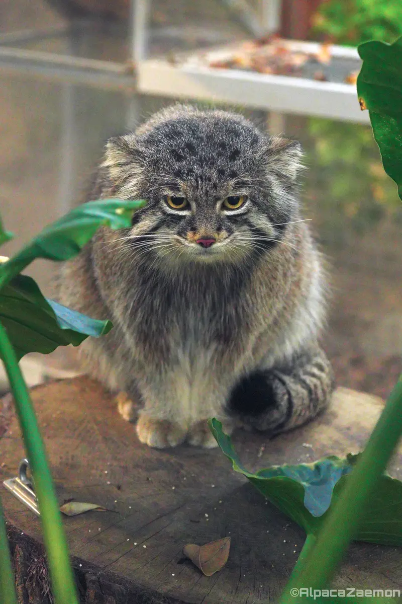 神戸どうぶつ王国のナルの写真
