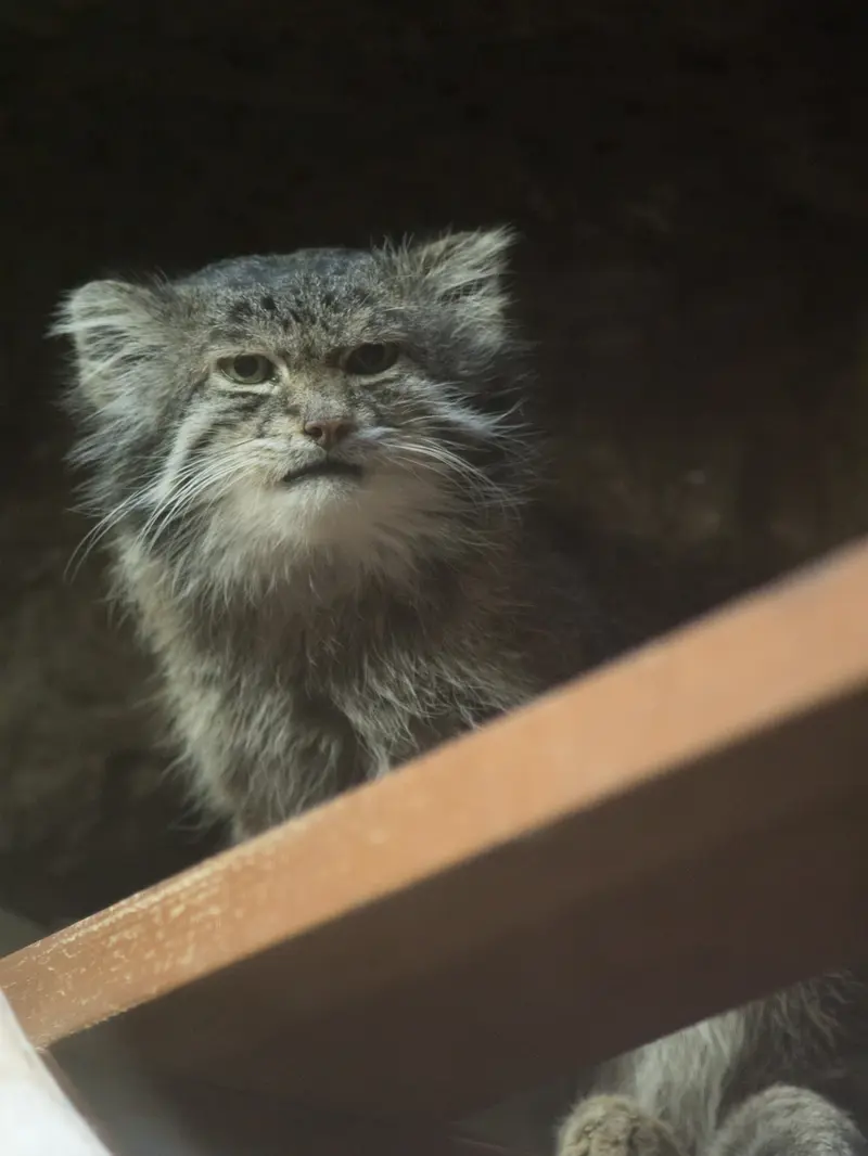 恩賜上野動物園のクリョンの写真