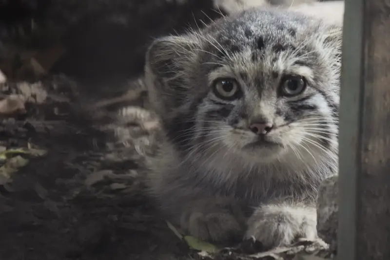 ブダペスト動物園・植物園のボリス Ⅱの写真