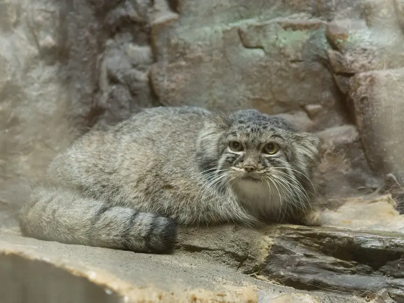 恩賜上野動物園のサフランの写真