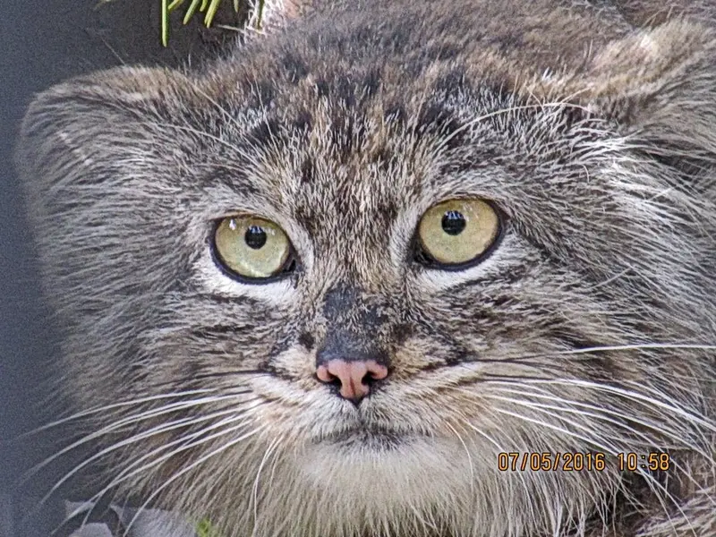 ノヴォシビルスク動物園のマヌルネコの写真