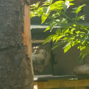 エディンバラ動物園のダッチェスの写真