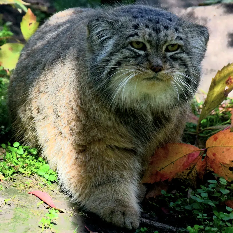ブダペスト動物園＆植物園のボフスの写真