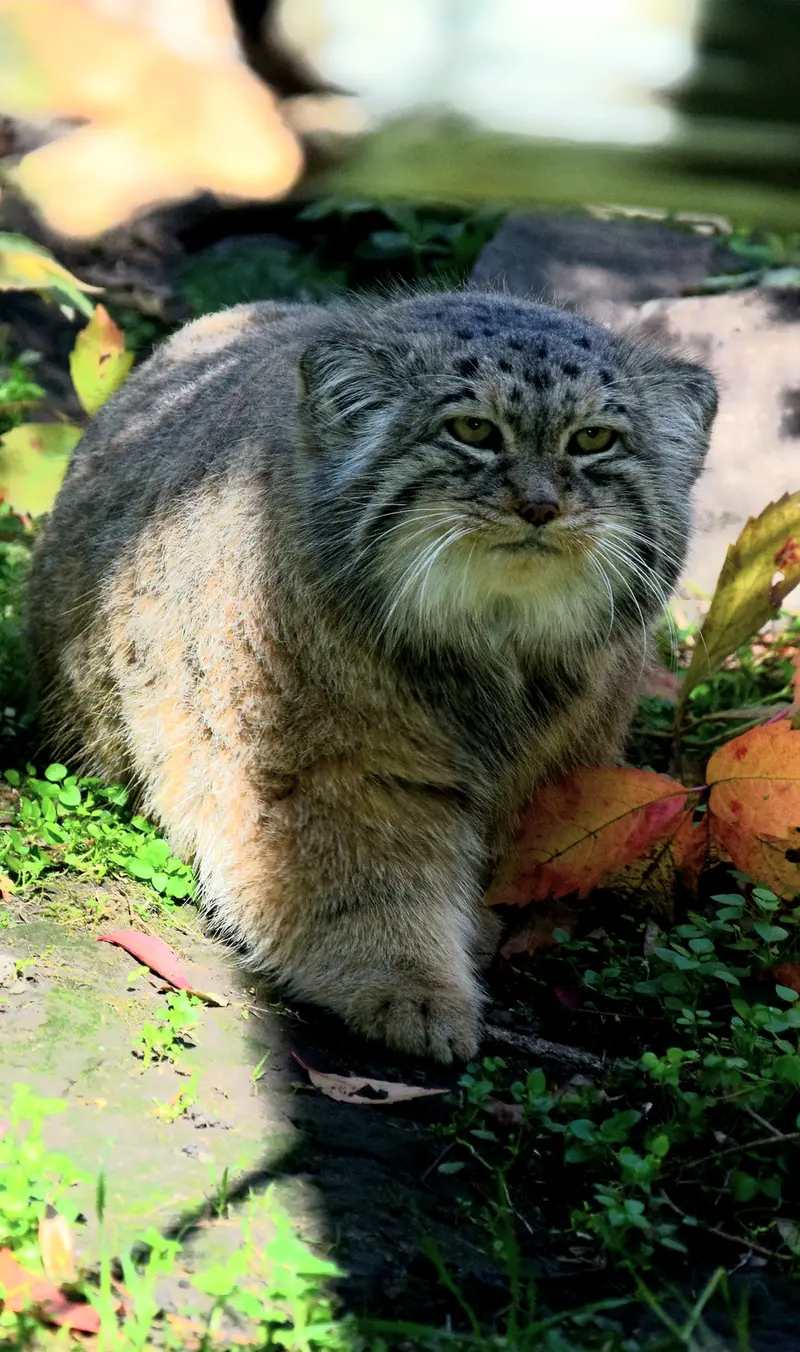 ブダペスト動物園＆植物園のボフスの写真