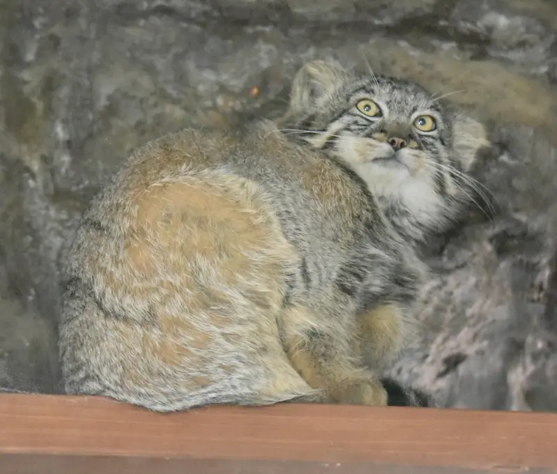 恩賜上野動物園のフィーガの写真