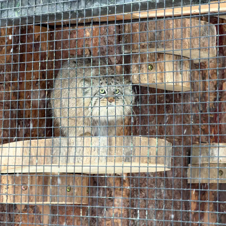 レニングラード動物園のシューの写真