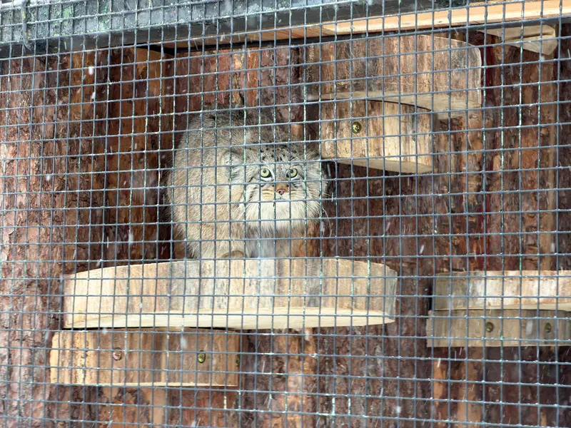 レニングラード動物園のシューの写真