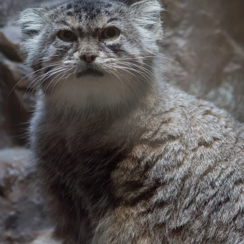 恩賜上野動物園のプリームラの写真