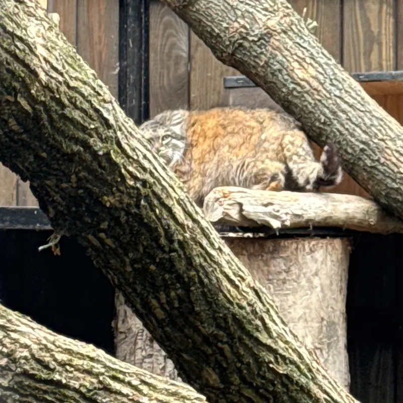 ワルシャワ動物園のジェシーの写真