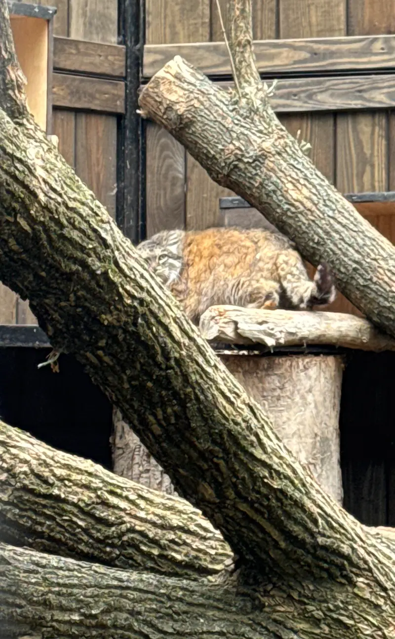 ワルシャワ動物園のジェシーの写真