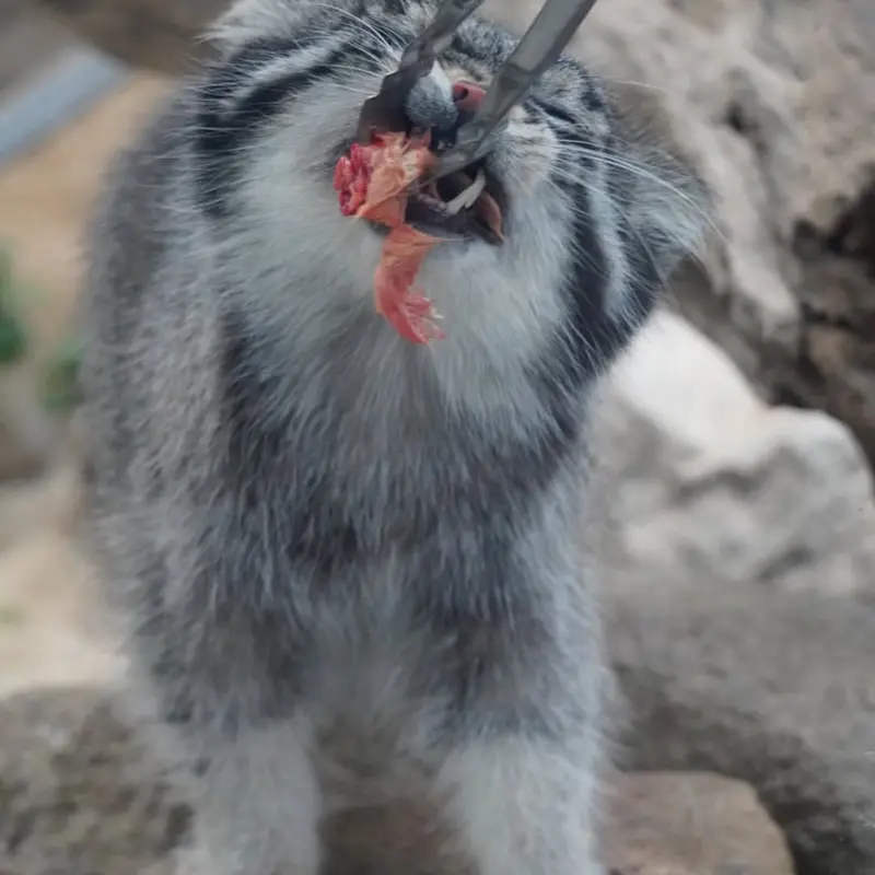 神戸どうぶつ王国のナルの写真