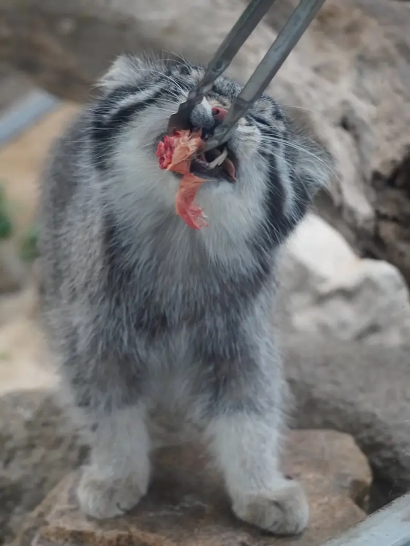 神戸どうぶつ王国のナルの写真