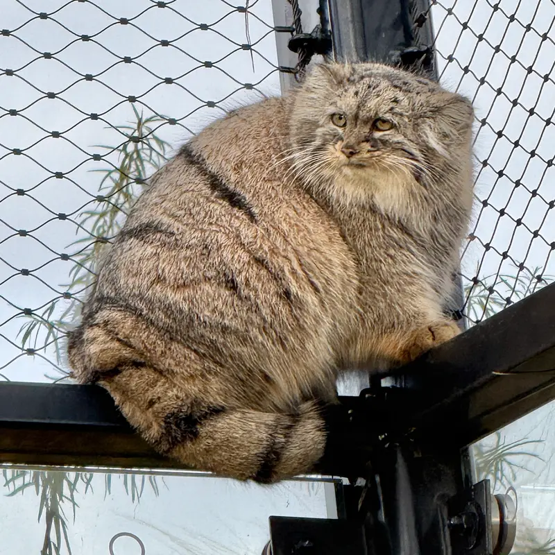 プラハ動物園のプリンセッサの写真