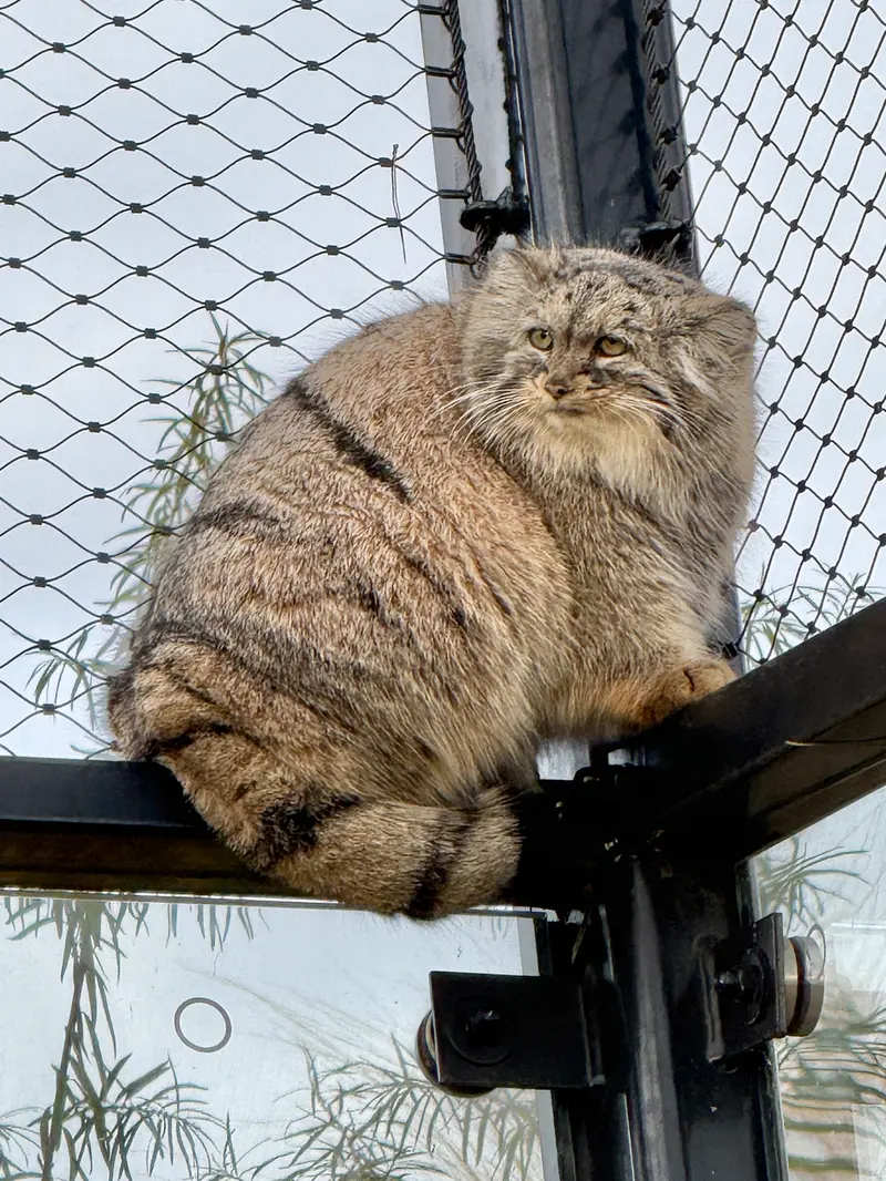 プラハ動物園のプリンセッサの写真