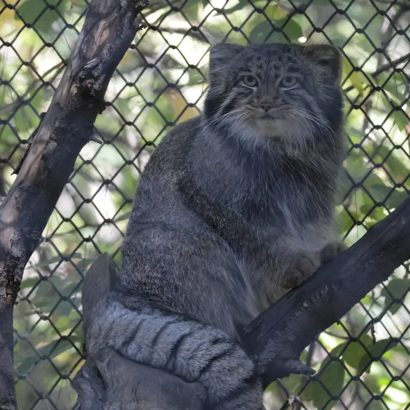 ノヴォシビルスク動物園のグレイの写真