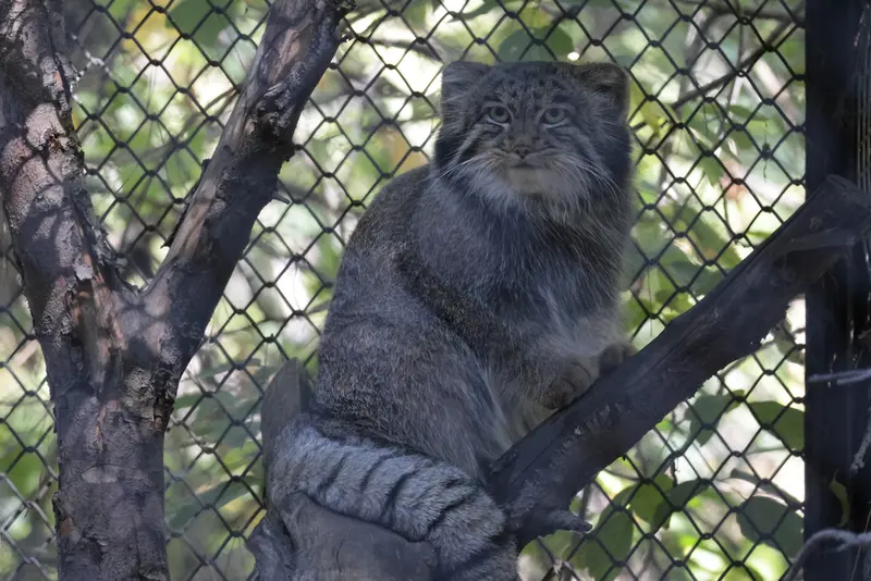ノヴォシビルスク動物園のグレイの写真