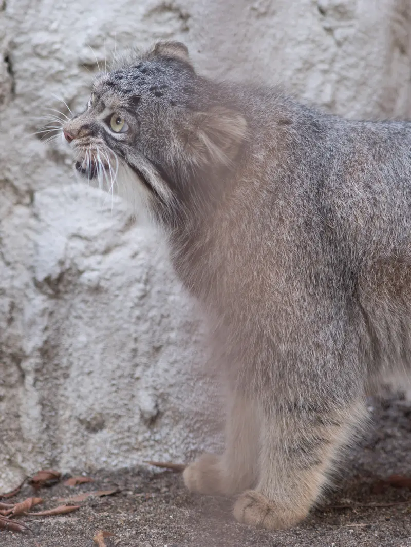 野毛山動物園のフィーガの写真