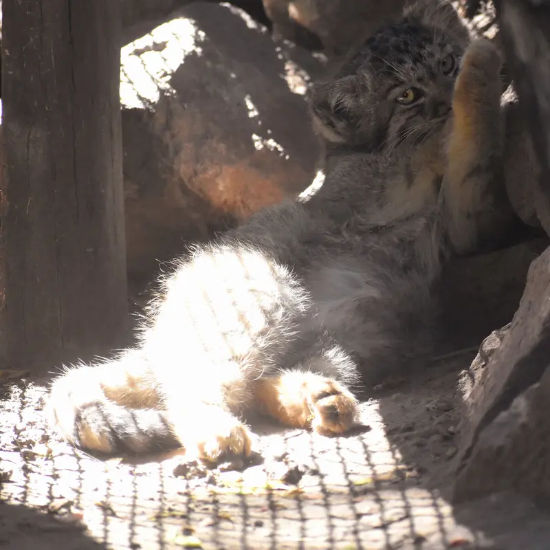 ブダペスト動物園＆植物園のボブの写真