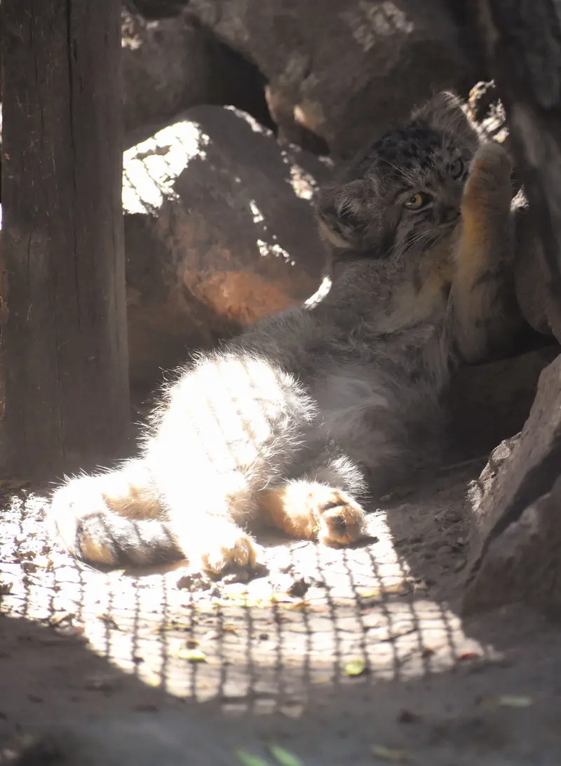 ブダペスト動物園＆植物園のボブの写真