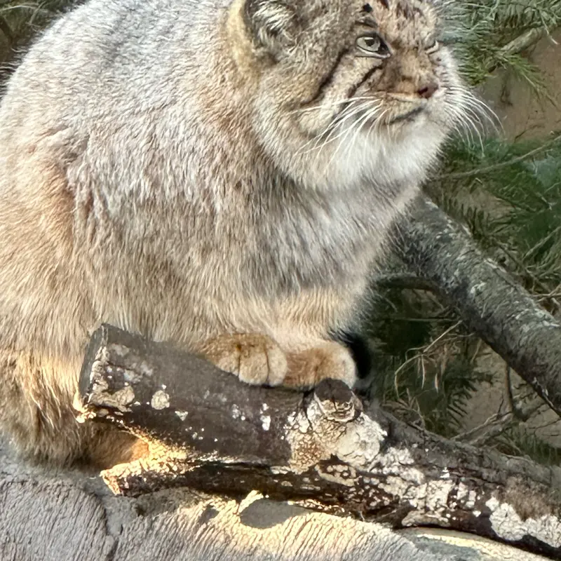 那須どうぶつ王国のボルの写真