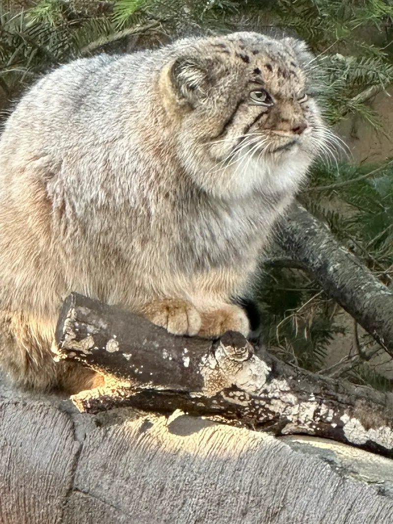 那須どうぶつ王国のボルの写真