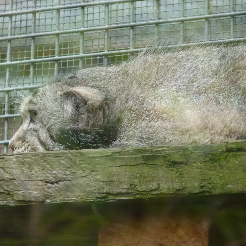 エディンバラ動物園のアキコの写真
