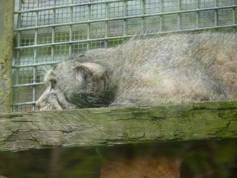 エディンバラ動物園のアキコの写真