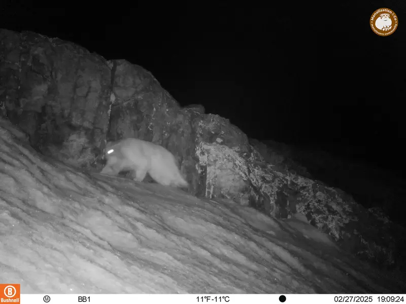 アクタス＝クンコラ［新］カメラトラップで撮影したOtocolobus manul manulの写真