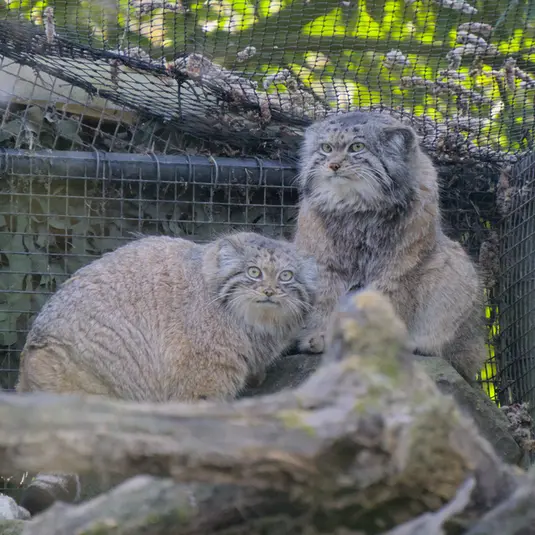 ロッテルダム動物園のノルブとポエスの写真