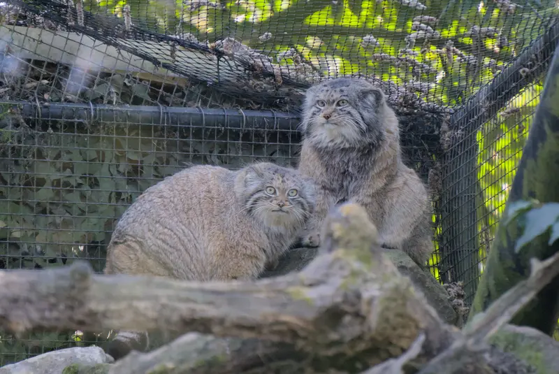 ロッテルダム動物園のノルブとポエスの写真