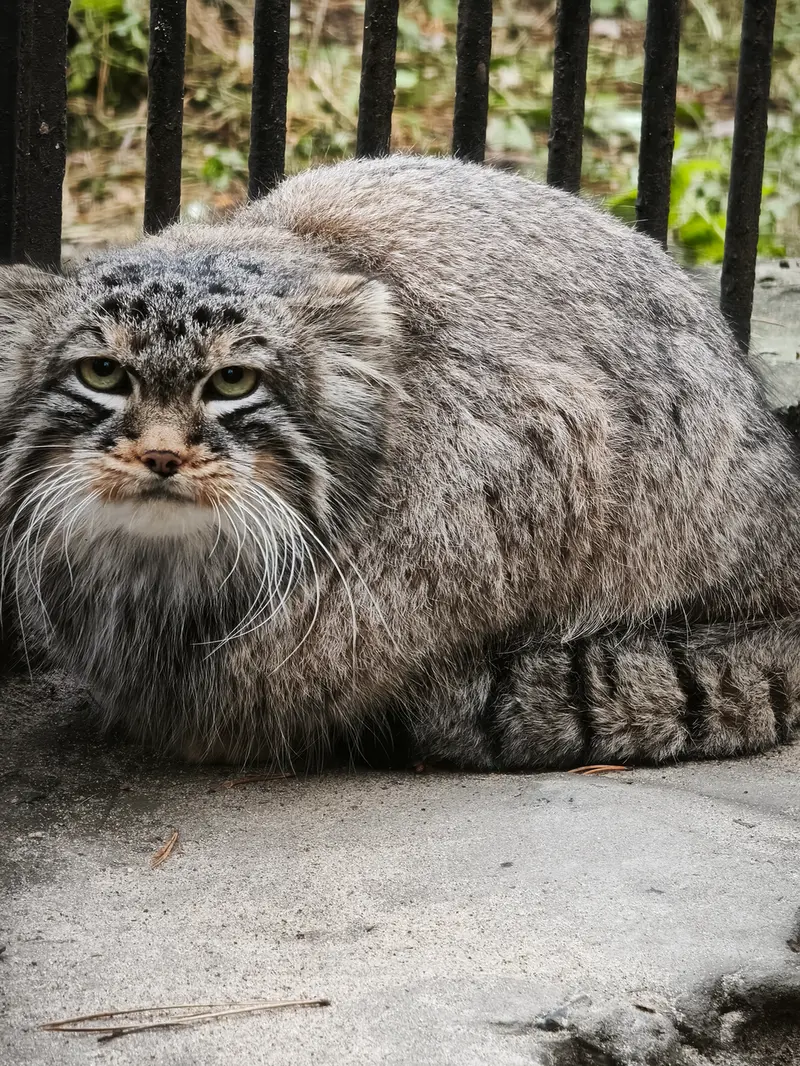 ノヴォシビルスク動物園のレオンの写真
