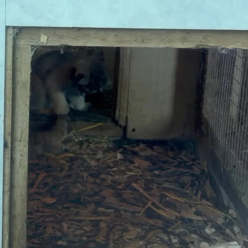 バナム動物園のマヌルネコの写真