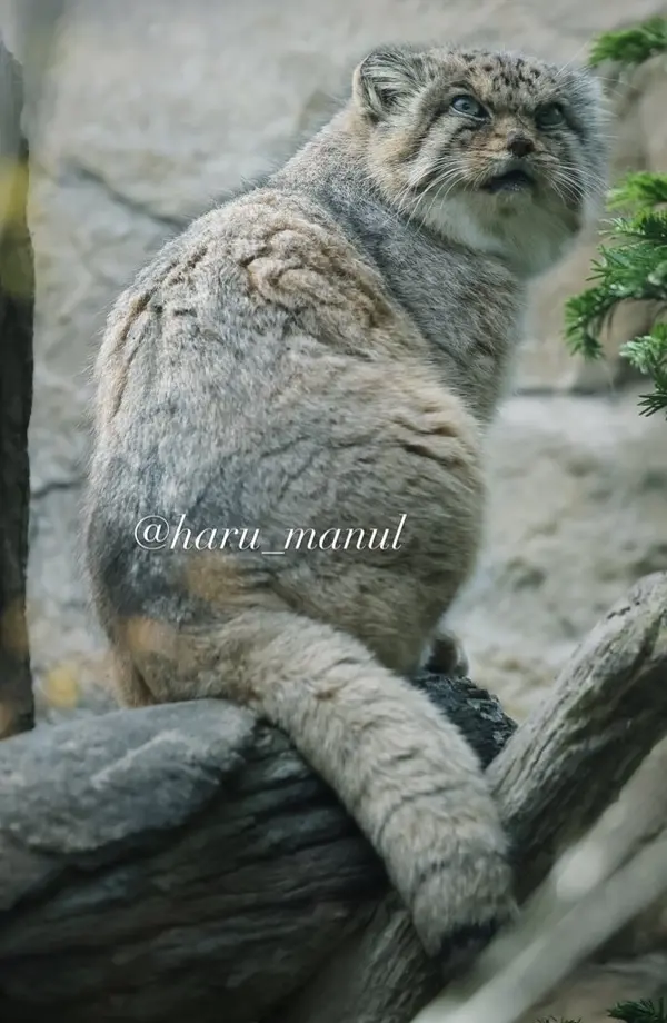 那須どうぶつ王国のボルの写真