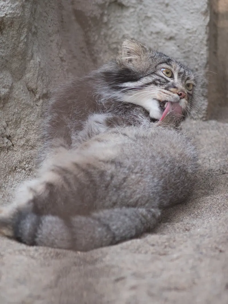 野毛山動物園のフィーガの写真