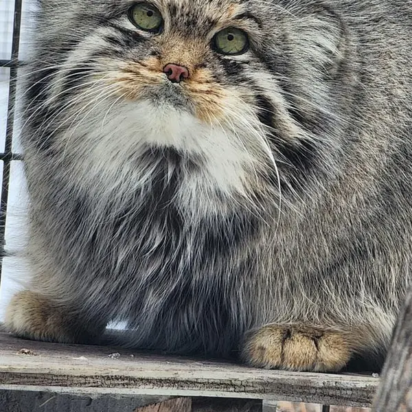ダコタ動物園のフィンの写真