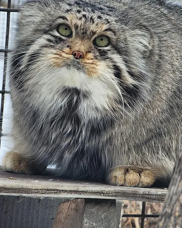 ダコタ動物園のフィンの写真