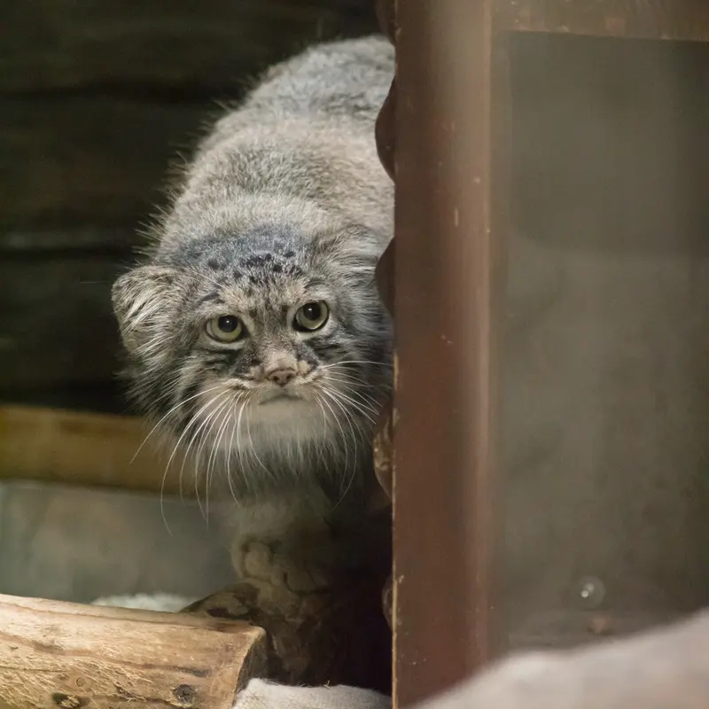 恩賜上野動物園のサフランの写真