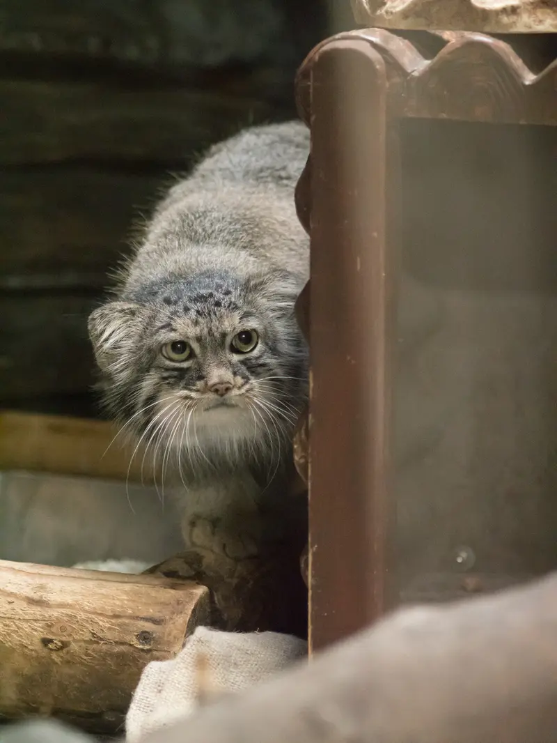 恩賜上野動物園のサフランの写真