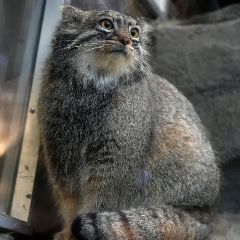 神戸どうぶつ王国のメイの写真