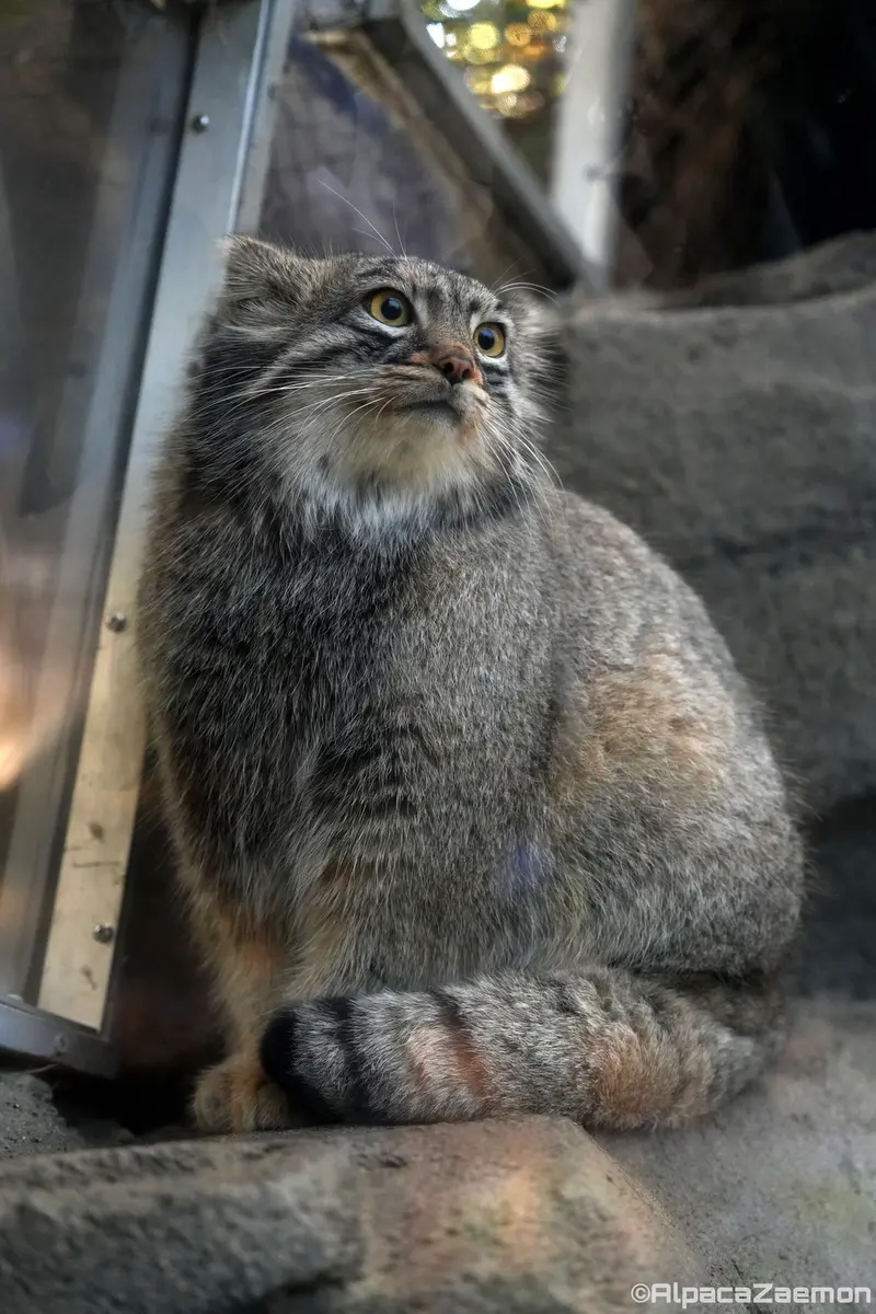 神戸どうぶつ王国のメイの写真