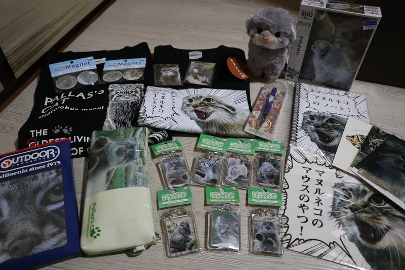 マヌルネコの写真