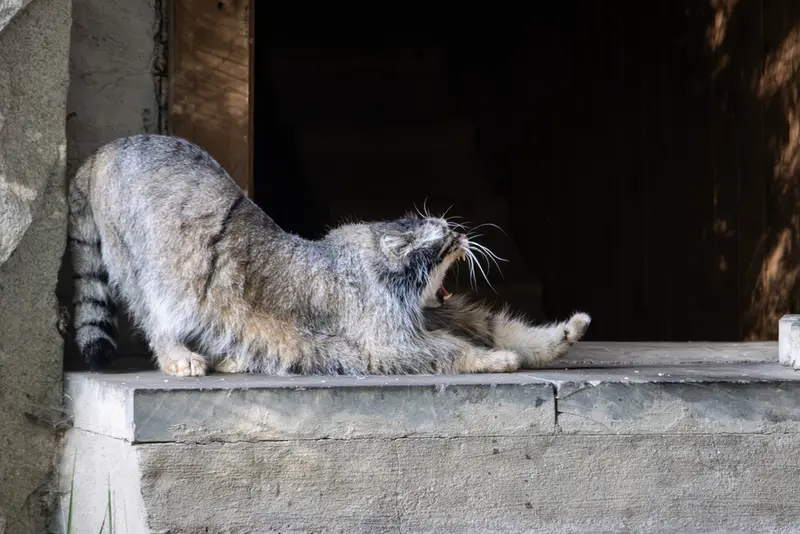 モスクワ動物園のティモフェイの写真