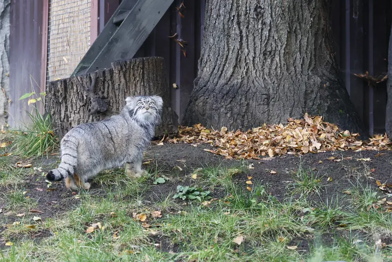 モスクワ動物園のティモフェイの写真