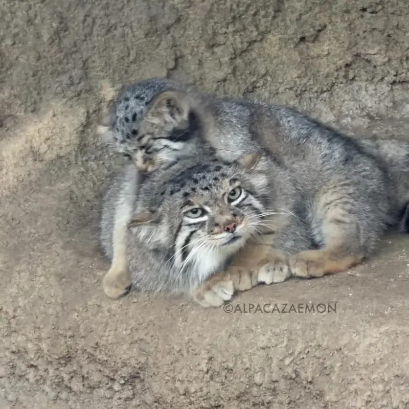 神戸どうぶつ王国のマヌルネコの写真