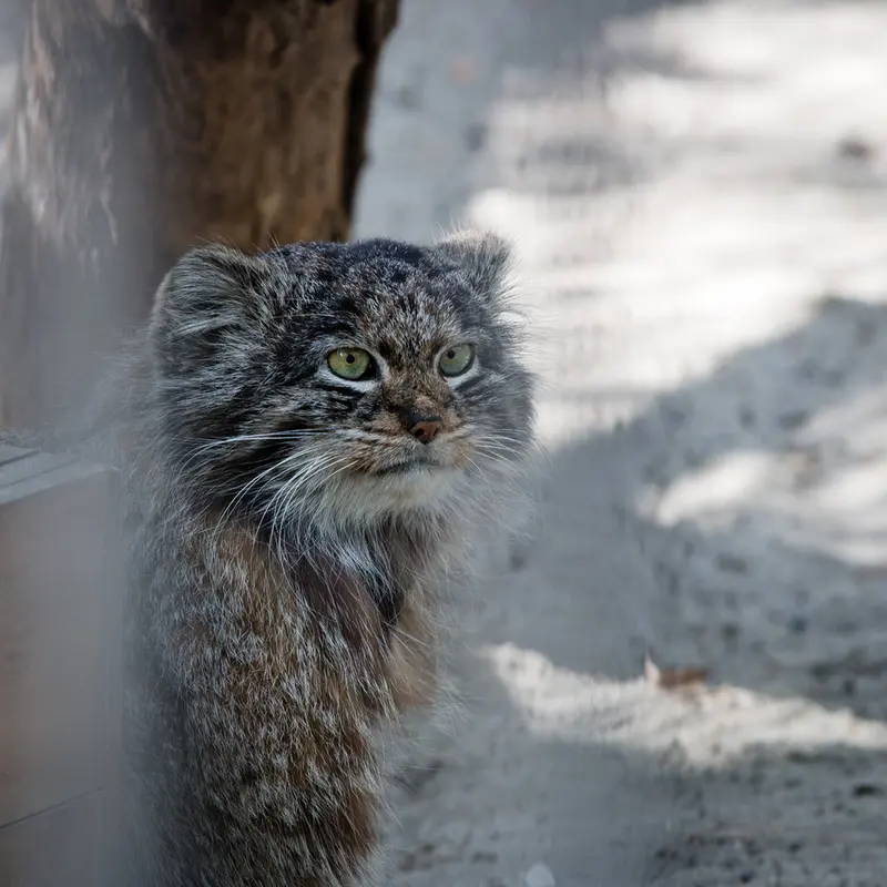 ノヴォシビルスク動物園のマリクの写真