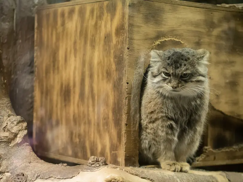 恩賜上野動物園のプリームラの写真