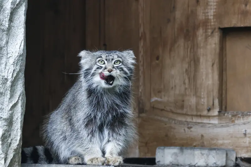 モスクワ動物園のティモフェイの写真