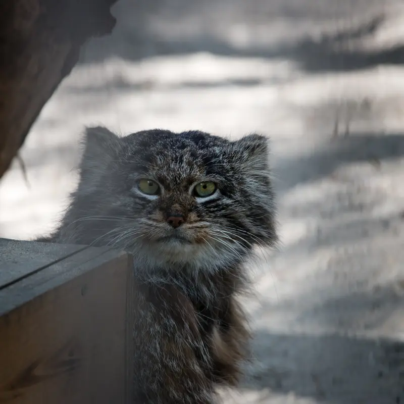 ノヴォシビルスク動物園のマリクの写真