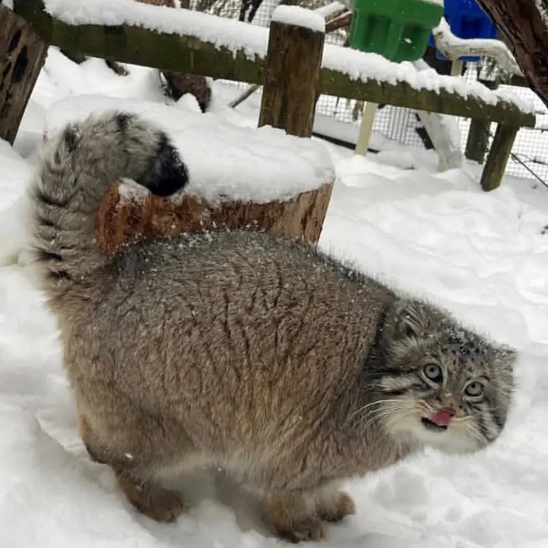 オグルベイ・グッド動物園のディーンの写真