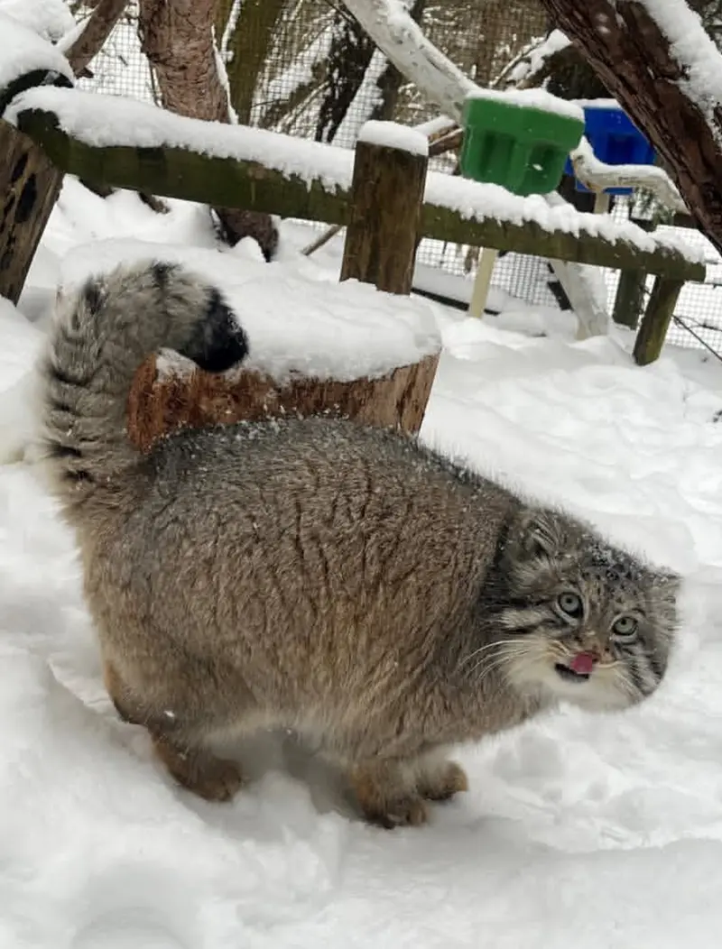 オグルベイ・グッド動物園のディーンの写真
